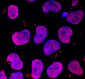 DPPA4 was detected in immersion fixed human plasmid-derived induced pluripotent stem cells (iPSK3) using Sheep Anti-Human DPPA4 Antigen Affinity-purified Polyclonal Antibody (Catalog # AF3674) at 10 µg/mL for 3 hours at room temperature. Cells were stained using the NorthernLights™ 557-conjugated Anti-Sheep IgG Secondary Antibody (red; Catalog # NL010) and counterstained with DAPI (blue). Specific staining was localized to nuclei. View our protocol for Fluorescent ICC Staining of Stem Cells on Coverslips.