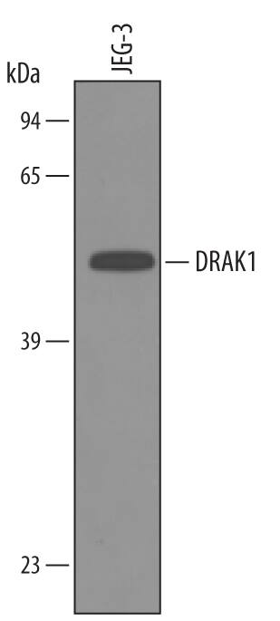 Western blot shows lysates of JEG-3 human epithelial choriocarcinoma cell line. PVDF membrane was probed with 1 µg/mL of Goat Anti-Human DRAK1 Antigen Affinity-purified Polyclonal Antibody (Catalog # AF4985) followed by HRP-conjugated Anti-Goat IgG Secondary Antibody (Catalog # HAF019). A specific band was detected for DRAK1 at approximately 55 kDa (as indicated). This experiment was conducted under reducing conditions and using Immunoblot Buffer Group 1.