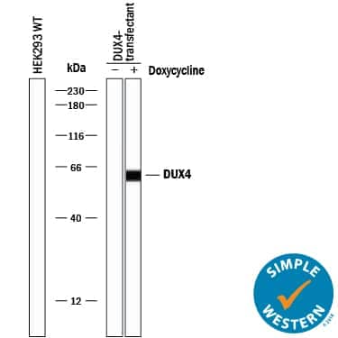     Simple  Western lane view shows lysates of HEK293 human embryonic kidney cell line  either mock transfected or transfected with human DUX4 and untreated (-) or treated (+) with  Doxycycline, loaded at  0.2 mg/mL. A specific band was detected for DUX4 at approximately  62 kDa (as indicated) using 20 µg/mL of Rabbit Anti-Human  DUX4 Monoclonal Antibody (Catalog # MAB9535). This experiment was conducted  under reducing conditions and using the 12‑230 kDa separation system.         