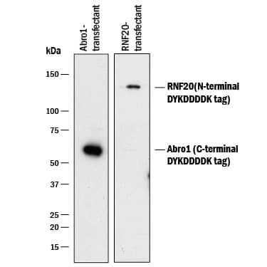 Western blot shows lysates of HEK293 human embryonic kidney cell line transfected with C-terminal DYKDDDDK-tagged Abro1 and N-terminal DYKDDDDK-tagged RNF20. PVDF membrane was probed with 0.1 µg/mL of Rabbit Anti-DYKDDDDK Biotinylated Monoclonal Antibody (Catalog # BAM8529) followed by Streptavidin-HRP (Catalog # DY998). Specific bands were detected for DYKDDDDK-tagged proteins at approximately 55 and 130 kDa (as indicated). This experiment was conducted under reducing conditions and using Immunoblot Buffer Group 1.