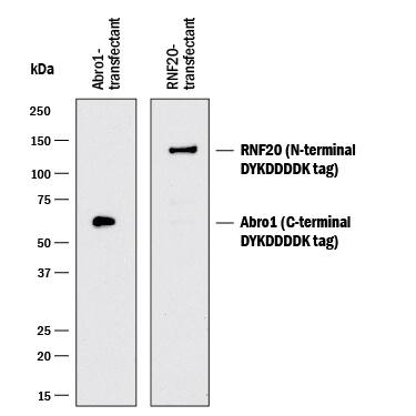 Western blot shows lysates of HEK293 human embryonic kidney cell line transfected with C-terminal DYKDDDDK-tagged Abro1 and N-terminal DYKDDDDK-tagged RNF20. PVDF membrane was probed with 1:1000-1:3000 dilution of Rabbit Anti-DYKDDDDK Epitope Tag HRP-conjugated Monoclonal Antibody (Catalog # HAM85291). Specific bands were detected for DYKDDDDK-tagged proteins at approximately 55 kDa and 130 kDa (as indicated). This experiment was conducted under reducing conditions and using Immunoblot Buffer Group 1.