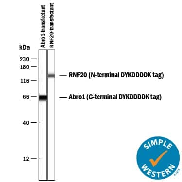 Simple Western lane view shows lysates of HEK293 human embryonic kidney cell line transfected with C-terminal DYKDDDDK-tagged Abro1 and N-terminal DYKDDDDK-tagged RNF20, loaded at 0.1 mg/mL. Specific band were detected for DYKDDDDK-tagged proteins at approximately 64 and 136 kDa (as indicated) using 1 µg/mL of Rabbit Anti-DYKDDDDK Epitope Tag Monoclonal Antibody (Catalog # MAB8529). This experiment was conducted under reducing conditions and using the 12-230 kDa separation system.