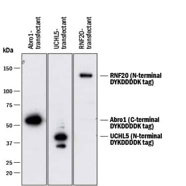 Western blot shows lysates of HEK293 human embryonic kidney cell line transfected with C-terminal DYKDDDDK-tagged Abro1, N-terminal DYKDDDDK-tagged UCHL5, and N-terminal DYKDDDDK-tagged RNF20. PVDF membrane was probed with 0.1 µg/mL of Rabbit Anti-DYKDDDDK Epitope Tag Monoclonal Antibody (Catalog # MAB8529) followed by HRP-conjugated Anti-Rabbit IgG Secondary Antibody (HAF008). Specific bands were detected for DYKDDDDK-tagged proteins at approximately 55 kDa, 40 kDa, 130 kDa (as indicated). This experiment was conducted under reducing conditions and using Immunoblot Buffer Group 1.