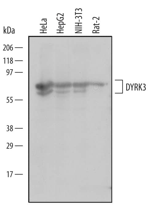 Western blot shows lysates of HeLa human cervical epithelial carcinoma cell line, HepG2 human hepatocellular carcinoma cell line, NIH-3T3 mouse embryonic fibroblast cell line, and Rat-2 rat embryonic fibroblast cell line. PVDF Membrane was probed with 2 µg/mL of Mouse Anti-Human/Mouse/Rat DYRK3 Monoclonal Antibody (Catalog # MAB5409) followed by HRP-conjugated Anti-Mouse IgG Secondary Antibody (Catalog # HAF007). Specific bands were detected for DYRK3 at approximately 70 kDa and 72 kDa (as indicated). This experiment was conducted under reducing conditions and using Immunoblot Buffer Group 1.
