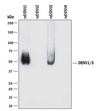 Western blot shows recombinant Dengue Virus (DENV) 1, recombinant DENV2, recombinant DENV3, and recombinant DENV4. PVDF membrane was probed with 2 µg/mL of Mouse Anti-Viral Dengue Virus 1/3 NS1 Monoclonal Antibody (Catalog # MAB9440) followed by HRP-conjugated Anti-Mouse IgG Secondary Antibody (Catalog # HAF018). A specific band was detected for Dengue Virus 1/3 NS1 at approximately 50 kDa (as indicated). This experiment was conducted under reducing conditions and using Immunoblot Buffer Group 2.