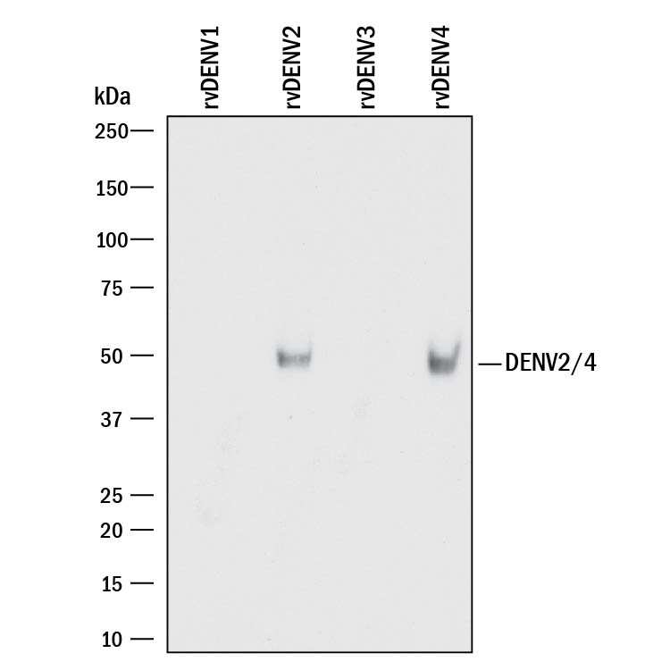Western blot shows recombinant Dengue Virus (DENV) 1, recombinant DENV2, recombinant DENV3, and recombinant DENV4. PVDF membrane was probed with 5 µg/mL of Mouse Anti-Dengue Virus 2/4 NS1 Monoclonal Antibody (Catalog # MAB9439) followed by HRP-conjugated Anti-Mouse IgG Secondary Antibody (Catalog # HAF018). A specific band was detected for Dengue Virus 2/4 NS1 at approximately 50 kDa (as indicated). This experiment was conducted under reducing conditions and using Immunoblot Buffer Group 3.