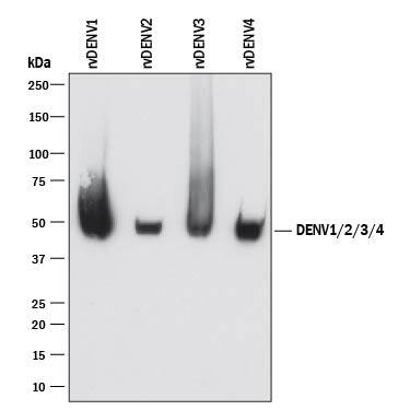 Western blot shows recombinant Dengue Virus (DENV) 1, recombinant DENV2, recombinant DENV3, and recombinant DENV4. PVDF membrane was probed with 2 µg/mL of Mouse Anti-Viral Dengue Virus NS1 Monoclonal Antibody (Catalog # MAB94401) followed by HRP-conjugated Anti-Mouse IgG Secondary Antibody (Catalog # HAF018). A specific band was detected for Dengue Virus NS1 at approximately 50 kDa (as indicated). This experiment was conducted under reducing conditions and using Immunoblot Buffer Group 2.