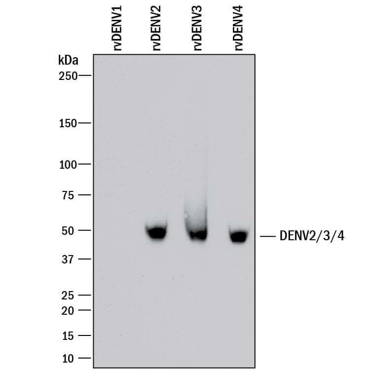 Western blot shows lysates of recombinant Dengue Virus (DENV) 1, recombinant DENV2, recombinant DENV3, and recombinant DENV4. PVDF membrane was probed with 2 µg/mL of Mouse Anti-Viral Dengue Virus NS1 Monoclonal Antibody (Catalog # MAB94441) followed by HRP-conjugated Anti-Mouse IgG Secondary Antibody (Catalog # HAF018). A specific band was detected for Dengue Virus NS1 at approximately 50 kDa (as indicated). This experiment was conducted under reducing conditions and using Immunoblot Buffer Group 1.