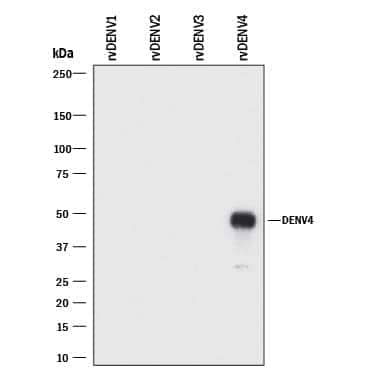 Western blot shows recombinant Dengue Virus (DENV) 1, recombinant DENV2, recombinant DENV3, and recombinant DENV4. PVDF membrane was probed with 1 µg/mL of Mouse Anti-Viral Dengue Virus 4 NS1 Monoclonal Antibody (Catalog # MAB9444) followed by HRP-conjugated Anti-Mouse IgG Secondary Antibody (Catalog # HAF018). A specific band was detected for Dengue Virus 4 NS1 at approximately 50 kDa (as indicated). This experiment was conducted under reducing conditions and using Immunoblot Buffer Group 1.