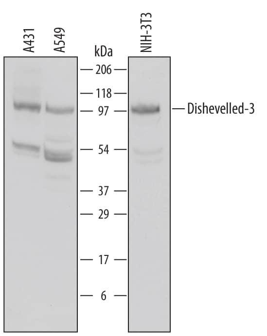 Western blot shows lysates of A431 human epithelial carcinoma cell line, A549 human lung carcinoma cell line, and NIH-3T3 mouse embryonic fibroblast cell line. PVDF membrane was probed with 1 µg/mL of Sheep Anti-Human Dishevelled-3 Antigen Affinity-purified Polyclonal Antibody (Catalog # AF3754) followed by HRP-conjugated Anti-Sheep IgG Secondary Antibody (Catalog # HAF016). A specific band was detected for Dishevelled-3 at approximately 97 kDa (as indicated). This experiment was conducted under reducing conditions and using Immunoblot Buffer Group 1.