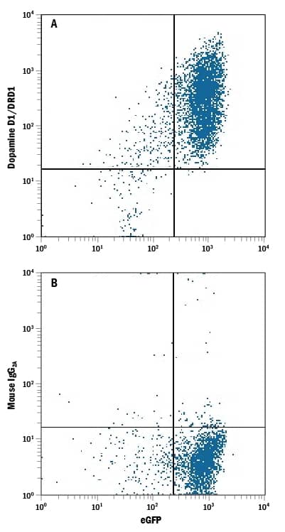 HEK293 human embryonic kidney cell line transfected with human Dopamine D1/DRD1 and eGFP was stained with either (A) Mouse Anti-Human Dopamine D1 R/DRD1 Monoclonal Antibody (Catalog # MAB8276) or (B) Mouse IgG2A Isotype Control (Catalog # MAB003) followed by Allophycocyanin-conjugated Anti-Mouse IgG Secondary Antibody (Catalog # F0101B). 