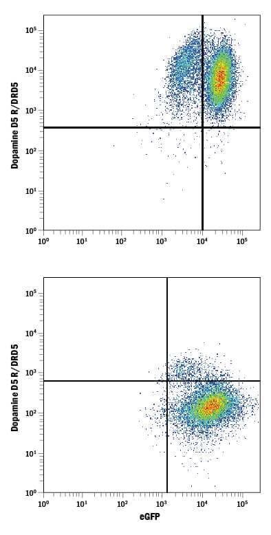 HEK293 human embryonic kidney cell line transfected with (A) human Dopamine D5 R/DRD5 or (B) irrelevant transfectants and eGFP was stained with Mouse Anti-Human Dopamine D5 R/DRD5 PE-conjugated Monoclonal Antibody (Catalog # FAB82861P). Quadrant markers were set based on control antibody staining (Catalog # IC003P). View our protocol for Staining Membrane-associated Proteins.