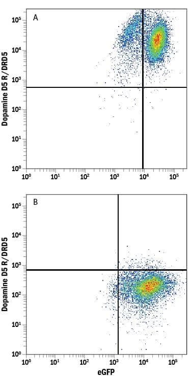 HEK293 human embryonic kidney cell line transfected with either (A) human Dopamine D5 R/DRD5 or (B) irrelevant transfectants and eGFP was stained with Mouse Anti-Human Dopamine D5 R/DRD5 Monoclonal Antibody (Catalog # MAB82861) followed by Allophycocyanin-conjugated Anti-Mouse IgG Secondary Antibody (Catalog # F0101B). Quadrant markers were set based on control antibody staining (Catalog # MAB003). 