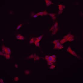 Draxin was detected in immersion fixed SH-SY5Y human neuroblastoma cell line using Sheep Anti-Human Draxin Antigen Affinity-purified Polyclonal Antibody (Catalog # AF6148) at 10 µg/mL for 3 hours at room temperature. Cells were stained using the NorthernLights&#8482; 557-conjugated Anti-Sheep IgG Secondary Antibody (red; Catalog # NL010) and counterstained with DAPI (blue). Specific staining was localized to cytoplasm. View our protocol for Fluorescent ICC Staining of Cells on Coverslips.