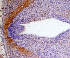 Draxin was detected in immersion fixed frozen sections of mouse embryo (E13.5) using Sheep Anti-Human Draxin Antigen Affinity-purified Polyclonal Antibody (Catalog # AF6148) at 15 µg/mL overnight at 4 °C. Tissue was stained using the Anti-Sheep HRP-DAB Cell & Tissue Staining Kit (brown; Catalog # CTS019) and counter-stained with hematoxylin (blue). Specific staining was localized to diencephalon. View our protocol for Chromogenic IHC Staining of Frozen Tissue Sections.