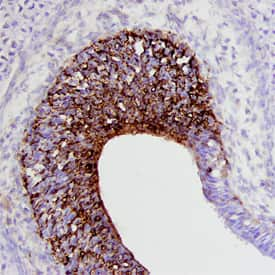 Draxin was detected in immersion fixed frozen sections of mouse embryo (E13) using Mouse Draxin Antigen Affinity-purified Polyclonal Antibody (Catalog # AF6149) at 5 µg/mL overnight at 4 °C. Tissue was stained using the Anti-Sheep HRP-DAB Cell & Tissue Staining Kit (brown; Catalog # CTS019) and counterstained with hematoxylin (blue). Specific staining was localized to neuronal cells in the midbrain. View our protocol for Chromogenic IHC Staining of Frozen Tissue Sections.