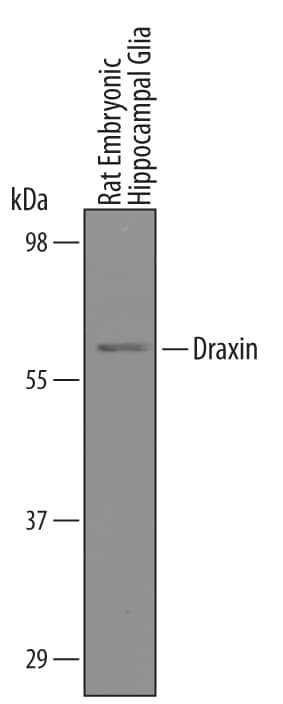 Western Blot Draxin/C1orf187 Antibody