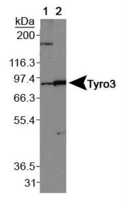 Western Blot: Dtk/TYRO3 Antibody [NBP1-28635] - Lane 1: Western blot on normal human brain, Lane 2: Western blot on normal mouse brain.