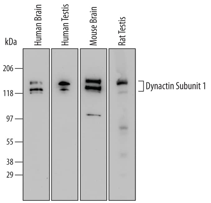 Western blot shows lysates of human brain tissue, human testis tissue, mouse brain tissue, and rat testis tissue. PVDF Membrane was probed with 1 µg/mL of Human Dynactin Subunit 1/DCTN1 Antigen Affinity-purified Polyclonal Antibody (Catalog # AF6657) followed by HRP-conjugated Anti-Sheep IgG Secondary Antibody (Catalog # HAF016). Specific bands were detected for Dynactin Subunit 1/DCTN1 at approximately 150 and 135 kDa (as indicated). This experiment was conducted under reducing conditions and using Immunoblot Buffer Group 2.