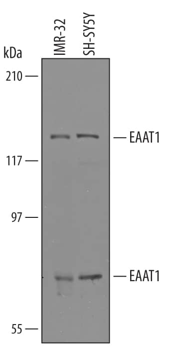 Western blot shows lysates of IMR-32 human neuroblastoma cell line and SH-SY5Y human neuroblastoma cell line. PVDF Membrane was probed with 1 µg/mL of Sheep Anti-Human EAAT1/GLAST-1 Antigen Affinity-purified Polyclonal Antibody (Catalog # AF6048) followed by HRP-conjugated Anti-Sheep IgG Secondary Antibody (Catalog # HAF016). Specific bands were detected for EAAT1/GLAST-1 at approximately 60 and 120 kDa (as indicated). This experiment was conducted under reducing conditions and using Immunoblot Buffer Group 1.