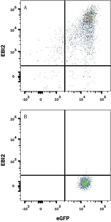 Flow Cytometry EBI2/GPR183 Antibody (486633) [Unconjugated]