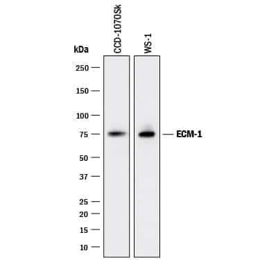     Western  blot shows lysates of CCD‑1070Sk human foreskin fibroblast cell  line and WS‑1 human fetal skin fibroblast cell line. PVDF membrane  was probed with 2 µg/mL of Mouse Anti-Human ECM‑1  Monoclonal Antibody (Catalog # MAB39371) followed by HRP-conjugated  Anti-Mouse IgG Secondary Antibody (Catalog # HAF018).  A specific band was detected for ECM‑1 at approximately  75 kDa (as indicated). This experiment was conducted under reducing  conditions and using Immunoblot  Buffer Group 3. 