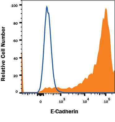 MCF-7 human breast cancer cell line was stained with Mouse Anti-Human E-Cadherin Monoclonal Antibody (Catalog # MAB18383, filled histogram) or isotype control antibody (Catalog # MAB0041, open histogram) followed by Anti-Mouse IgG PE-conjugated secondary antibody (Catalog # F0102B). View our protocol for Staining Membrane-associated Proteins.
