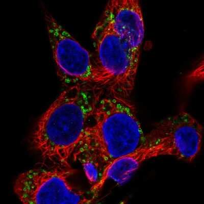 EDA/Ectodysplasin Antibody (NBP2-55217): Novus Biologicals