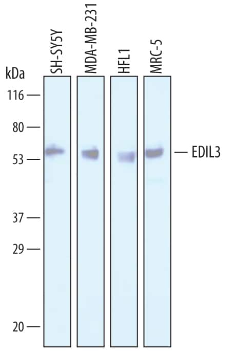 Western blot shows lysates of SH-SY5Y human neuroblastoma cell line, MDA-MB-231 human breast cancer cell line, HFL1 human fetal lung fibroblast cell line, and MRC-5 human embryonic lung fibroblast cell line. PVDF Membrane was probed with 1 µg/mL of Sheep Anti-Human EDIL3 Antigen Affinity-purified Polyclonal Antibody (Catalog # AF6046) followed by HRP-conjugated Anti-Sheep IgG Secondary Antibody (Catalog # HAF016). A specific band was detected for EDIL3 at approximately 52-54 kDa (as indicated). This experiment was conducted under reducing conditions and using Immunoblot Buffer Group 1.