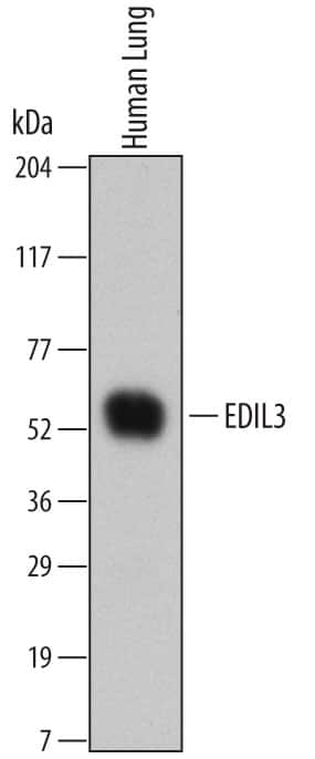 Western blot shows lysates of human lung tissue. PVDF membrane was probed with 2 µg/mL of Mouse Anti-Human EDIL3 Monoclonal Antibody (Catalog # MAB6046) followed by HRP-conjugated Anti-Mouse IgG Secondary Antibody (Catalog # HAF007). A specific band was detected for EDIL3 at approximately 54 kDa (as indicated). This experiment was conducted under non-reducing conditions and using Immunoblot Buffer Group 1.