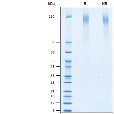 2 μg/lane of Recombinant Mouse EGFLAM (Catalog # 10367-EG) was  resolved with SDS-PAGE under reducing (R) and non-reducing (NR)  conditions and visualized by Coomassie® Blue staining, showing bands at 103-198 kDa.