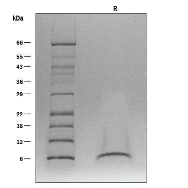 1 μg/lane of ProDots® Recombinant Human EGF was resolved with SDS-PAGE under reducing (R) conditions and visualized with silver staining, showing a single band at 6 kDa.