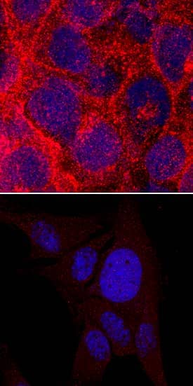 EGFR (aa 746-750 deletion) was detected in immersion fixed HCC827 human non-small cell lung cancer cell line using Mouse Anti-Human EGFR (aa 746-750 deletion) Monoclonal Antibody (Catalog # MAB8336) at 5 µg/mL for 3 hours at room temperature. Cells were stained using the NorthernLights™ 557-conjugated Anti-Mouse IgG Secondary Antibody (red; Catalog # NL007) and counterstained with DAPI (blue). Specific staining was localized to plasma membranes and cytoplasm. Negative staining shown in the lower panel with NCI-H1975 human lung epithelial cell line. View our protocol for Fluorescent ICC Staining of Cells on Coverslips.