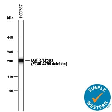 Simple Western lane view shows lysates of HCC827 human non-small cell lung cancer cell line, loaded at 0.5 mg/mL. A specific band was detected for EGFR at approximately 200 kDa (as indicated) using 20 µg/mL of Mouse Anti-Human EGFR (aa 746-750 deletion) Monoclonal Antibody (Catalog # MAB8336). This experiment was conducted under reducing conditions and using the66-440 kDa separation system.