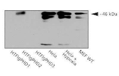 Western Blot: EGLN1/PHD2 Antibody [NB100-138] - Analysis of human PHD2, using NB100-138. Samples: Recombinant FLAG-His-PHD1, PHD2 and PHD3 (10 ng/lane), HeLa whole cell lysate and MEFs.