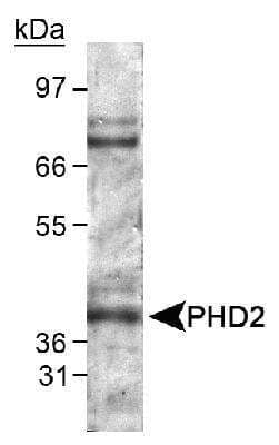 Western Blot: EGLN1/PHD2 Antibody [NB100-2219] - Detection of EGLN1/PHD2 in mouse kidney lysate. ECL exposure, 20 seconds.