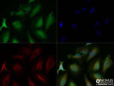 Immunocytochemistry/Immunofluorescence: EGLN3/PHD3 Antibody [NB100-303] - HeLa cells were fixed for 10 minutes using 10% formalin and then permeabilized for 5 minutes using 1X TBS + 0.5% Triton X-100. The cells were incubated with anti-HIF Prolyl Hydroxylase 3 (NB100-3030) at 1:200 overnight at 4C and detected with an anti-rabbit Dylight 488 (Green) at 1:500. Alpha tubulin, DM1A (NB100-690) was used as a co-stain at 1:1000 and detected with an anti-mouse DyLight 550 (Red) at 1:500. Nuclei were counterstained with DAPI (Blue). Cells were imaged using a 40X objective.