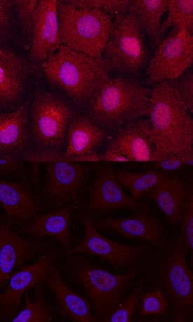 EGLN3/PHD3 was detected in immersion fixed A549 human lung carcinoma cell line, untreated (lower panel) or treated (upper panel) with CoCl2, using Mouse Anti-Human EGLN3/PHD3 Monoclonal Antibody (Catalog # MAB6954) at 10 µg/mL for 3 hours at room temperature. Cells were stained using the NorthernLights™ 557-conjugated Anti-Mouse IgG Secondary Antibody (red; Catalog # NL007) and counterstained with DAPI (blue). Specific staining was localized to nuclei and cytoplasm. View our protocol for Fluorescent ICC Staining of Cells on Coverslips.