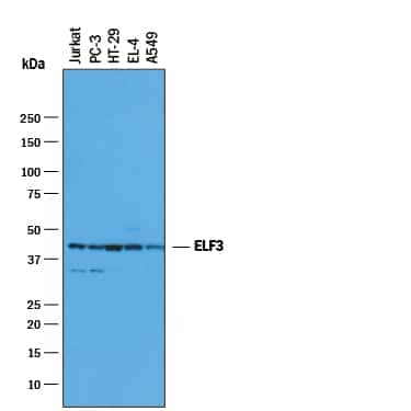 Western blot shows lysates of Jurkat human acute T cell leukemia cell line, PC-3 human prostate cancer cell line, HT-29 human colon adenocarcinoma cell line, EL-4 mouse lymphoblast cell line, and A549 human lung carcinoma cell line. PVDF membrane was probed with 1 µg/mL of Mouse Anti-Human/Mouse ELF3 Monoclonal Antibody (Catalog # MAB5787) followed by HRP-conjugated Anti-Mouse IgG Secondary Antibody (Catalog # HAF007). A specific band was detected for ELF3 at approximately 42 kDa (as indicated). This experiment was conducted under reducing conditions and using Immunoblot Buffer Group 1.