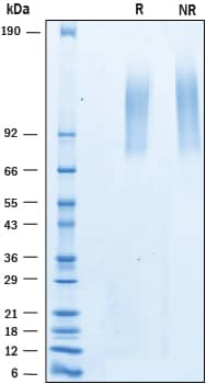 2 μg/lane of Recombinant Human ELFN1 was resolved with SDS-PAGE underreducing (R) and non-reducing (NR) conditions and visualized by Coomassie® Bluestaining, showing bands at 78-121 kDa.
