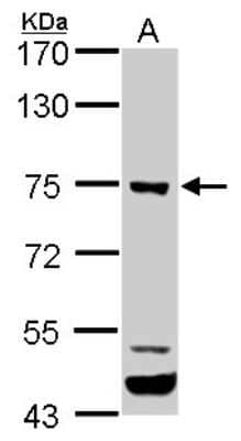 ELMO1 Antibody (NBP1-33645): Novus Biologicals