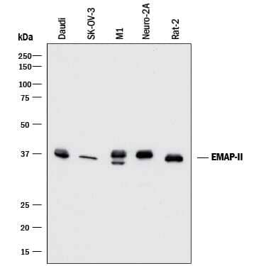 Western Blot EMAP-II/AIMP1 Antibody (959516) [Unconjugated]