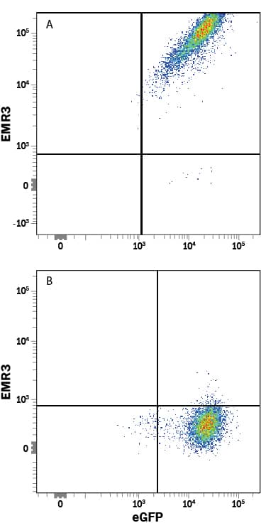 HEK293 human embryonic kidney cell line transfected with either (A) human EMR3 or (B) irrelevant transfectants and eGFP was stained with Mouse Anti-Human EMR3 APC-conjugated Monoclonal Antibody (Catalog # FAB8496A). Quadrant markers were set based on control antibody staining (Catalog # IC0041A). View our protocol for Staining Membrane-associated Proteins.