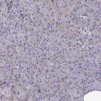 Immunohistochemistry-Paraffin: EN1/Engrailed 1 Antibody [NBP2-57757] - Staining of human pancreas shows no positivity in exocrine glandular cells as expected.