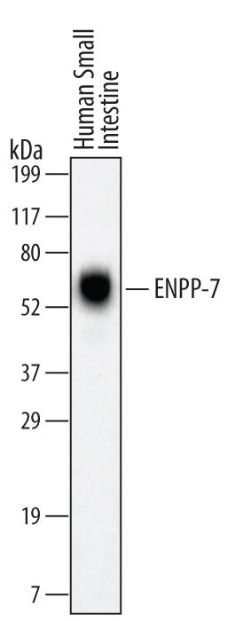 Western Blot ENPP-7/Alk-SMase Antibody (560514)