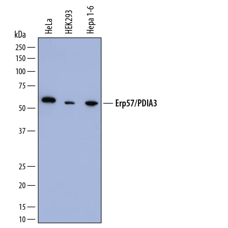 Western blot shows lysates of HeLa human cervical epithelial carcinoma cell line, HEK293 human embryonic kidney cell line, and Hepa 1-6 mouse hepatoma cell line. PVDF membrane was probed with 0.2 µg/mL of Sheep Anti-Human ERp57/PDIA3 Antigen Affinity-purified Polyclonal Antibody (Catalog # AF8219) followed by HRP-conjugated Anti-Sheep IgG Secondary Antibody (Catalog # HAF016). A specific band was detected for ERp57/PDIA3 at approximately 57 kDa (as indicated). This experiment was conducted under reducing conditions and using Immunoblot Buffer Group 1.