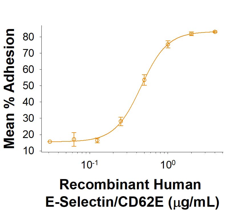 Recombinant Human E-Selectin/CD62E (Catalog # 10258-ES) supports the adhesion of U937 human histiocytic lymphoma cell. The ED50 for this effect is 0.2-1  μg/mL.