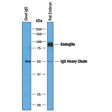 Endoglin/CD105 was immunoprecipitated from 400 µg of rat embryo tissue lysates using 4 µg of Goat Anti-Rat Endoglin/CD105 Antigen Affinity-purified Polyclonal Antibody (Catalog # AF6440) coated on 4 wells of a 96 well plate (Corning Costar EIA/RIA). Rat embryo tissue lysates or control buffer were added to the wells and incubated for 2 hours at room temperature. Immunoprecipitated Endoglin/CD105 was detected by Western blot under reducing conditions using 1 µg/mL Goat Anti-Rat Endoglin/CD105 Antigen Affinity-purified Polyclonal Antibody (Catalog # AF6440) and Immunoblot Buffer Group 1. View our recommended buffer recipes for Immunoprecipitation.