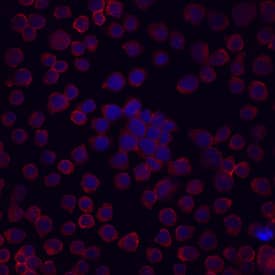 Endoglin/CD105 was detected in immersion fixed U937 human histiocytic lymphoma cell line using Goat Anti-Human Endoglin/CD105 Biotinylated Antigen Affinity-purified Polyclonal Antibody (Catalog # BAF1097) at 10 µg/mL for 3 hours at room temperature. Cells were stained using the NorthernLights™ 557-conjugated Streptavidin (red; Catalog # NL999) and counterstained with DAPI (blue). View our protocol for Fluorescent ICC Staining of Cells on Coverslips.