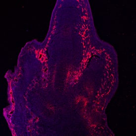 Endoglin/CD105 was detected in immersion fixed frozen sections of mouse embryo (13.5 d.p.c.) using Rat Anti-Mouse Endoglin/CD105 Monoclonal Antibody (Catalog # MAB1320) at 10 µg/mL overnight at 4 °C. Tissue was stained using the NorthernLights™ 557-conjugated Anti-Rat IgG Secondary Antibody (red; NL013) and counterstained with DAPI (blue). Specific staining was localized to endothelial cells of the developing hindlimb. View our protocol for Fluorescent IHC Staining of Frozen Tissue Sections.Image depicts staining at 10X magnification.